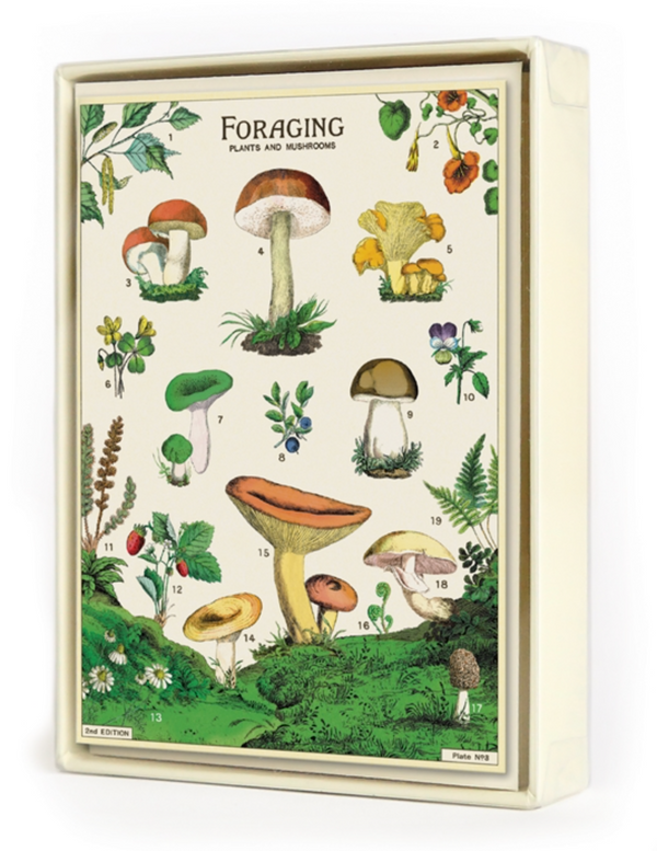 Foraging Mushroom Boxed Note Cards