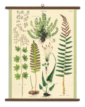 Ferns School Chart